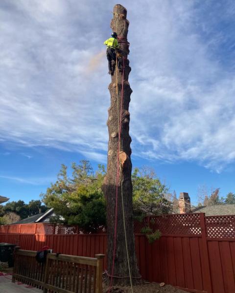 Fremont Tree Service