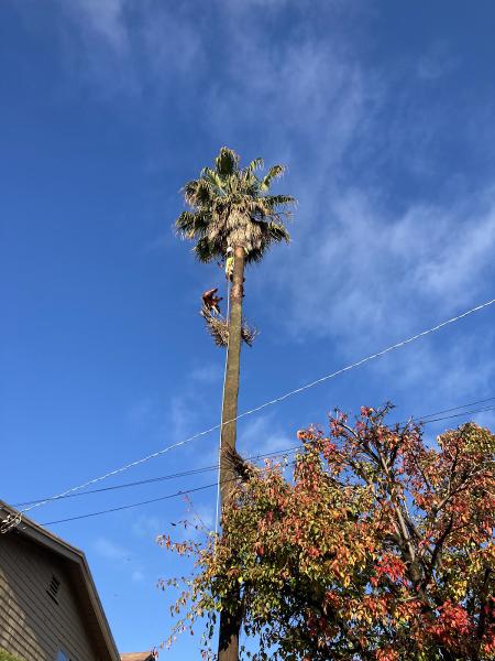 Fremont Tree Service