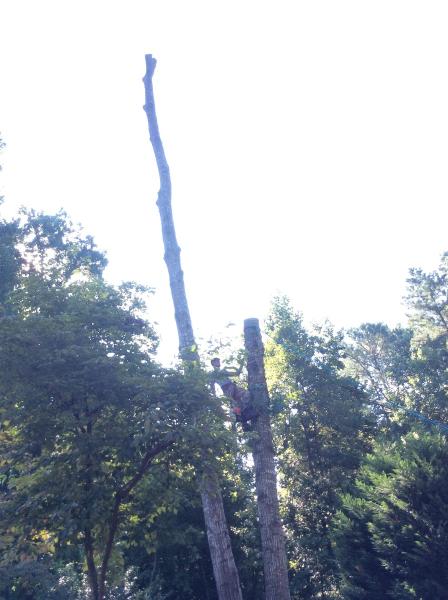 Red's Tree Service