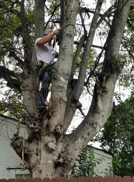 M&M Tree Service