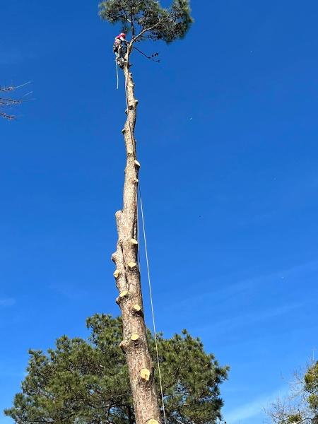 Garcia Tree Services