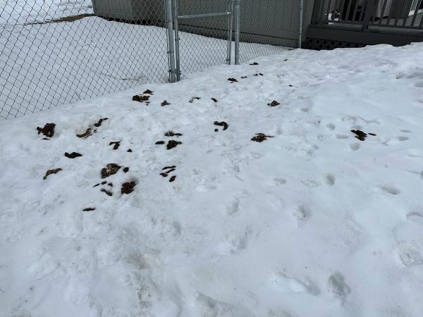 Lu.van. Bert's Pet Waste Removal and Yard Services