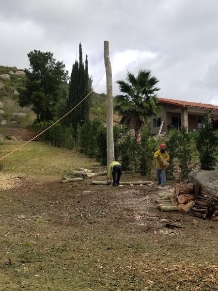 A Tree Surgeon