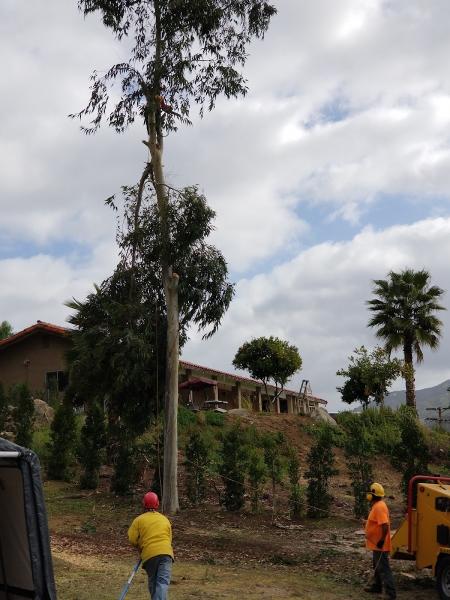 A Tree Surgeon