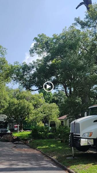 Bay City Tree Services