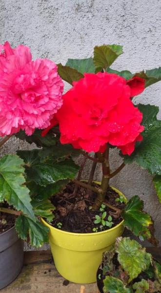 Aguilar Landscaping
