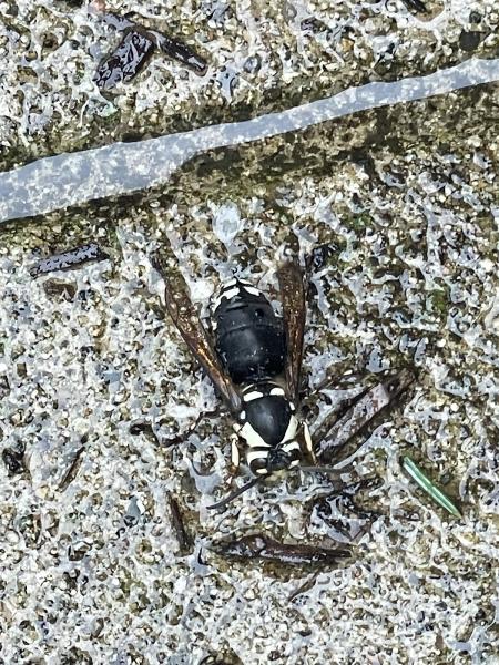 Happy Hive Pest Management