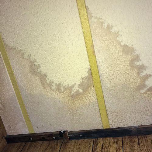 Bloom Mold Remediation