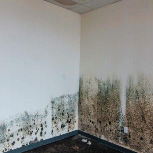 Bloom Mold Remediation