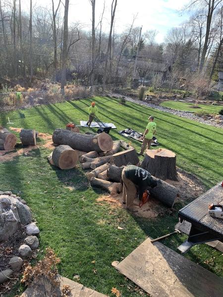 Droprite Tree Service