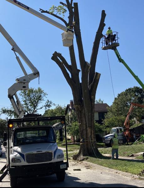 Weiss Tree Service