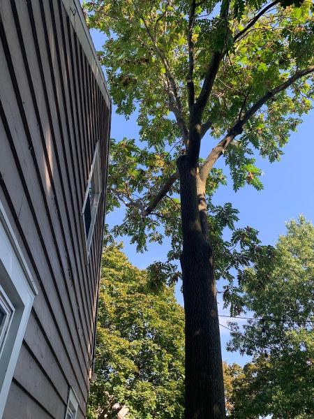 Weiss Tree Service