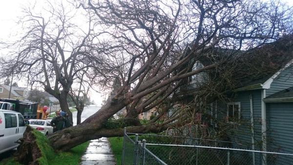 Family Tree Care