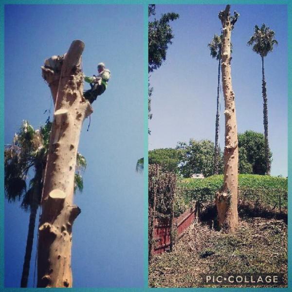 Artistic Tree Services