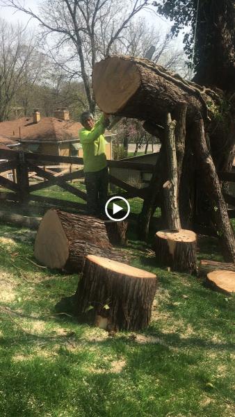 AM Tree Expert