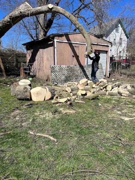 AM Tree Expert