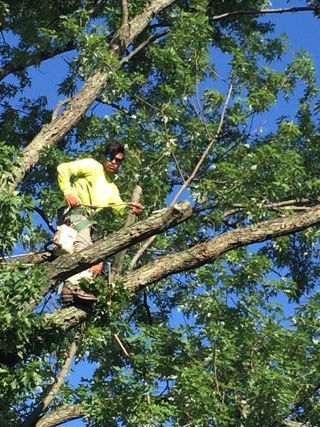AM Tree Expert