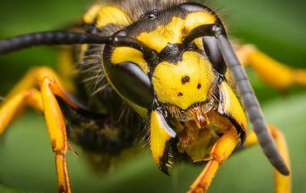 PWI Pest Solutions