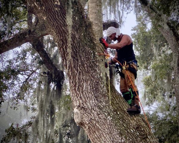 American Tree Care LLC