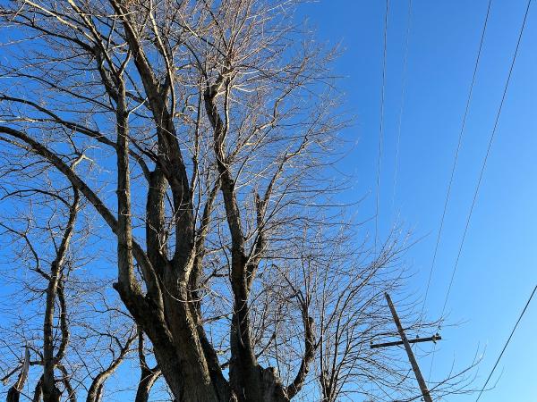 Recommended Tree