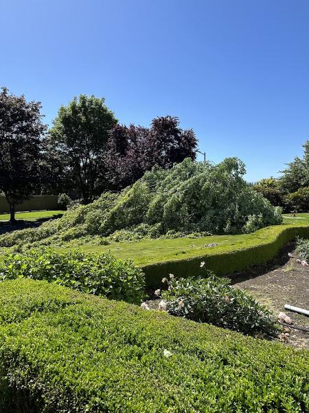 Vancouver Tree Specialists