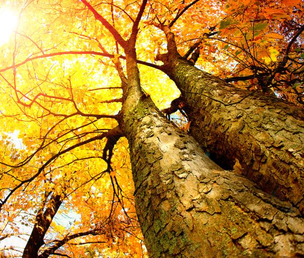 German Tree Service