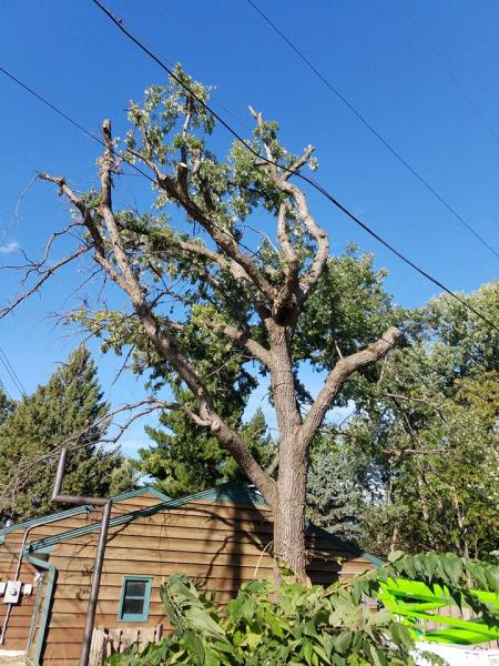 German Tree Service
