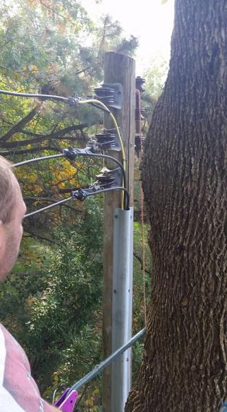 German Tree Service