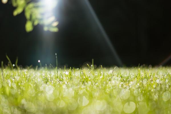 Rainman Irrigation and Landscape Lighting Inc