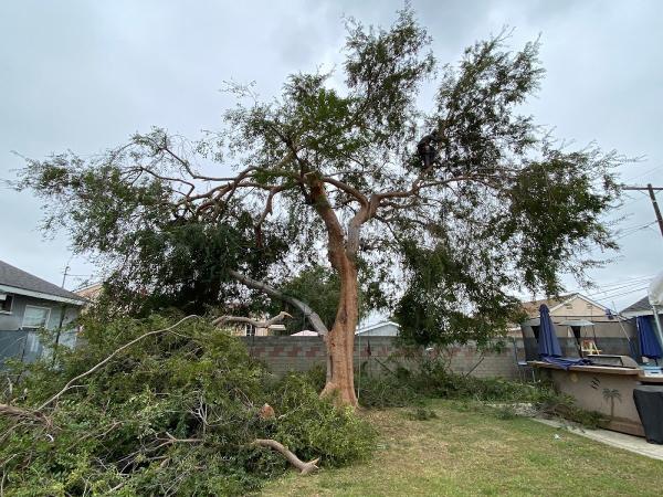 UFS Tree Care Orange County Affordable Services