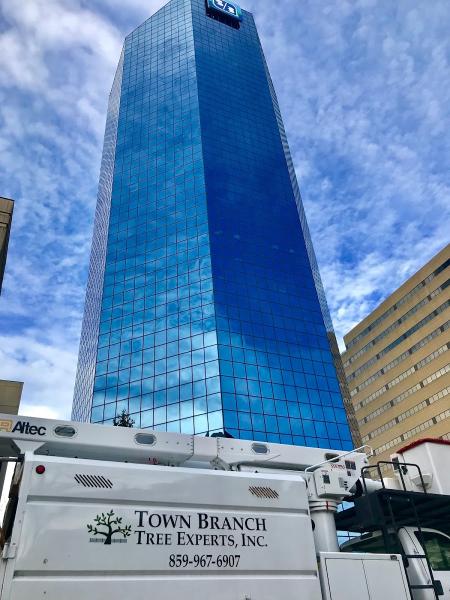Town Branch Tree Experts