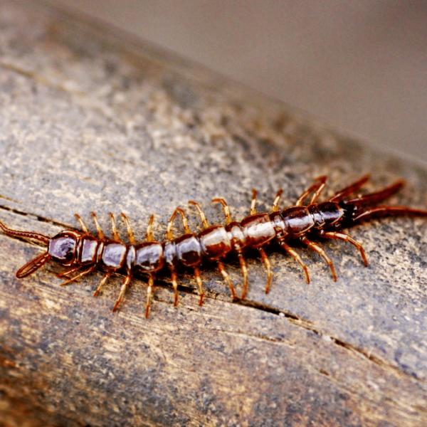 Bugman Pest Elimination