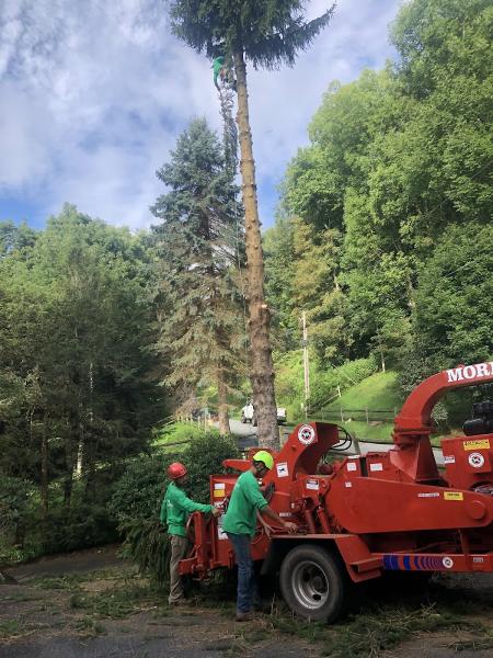 Clear Cut Tree Service
