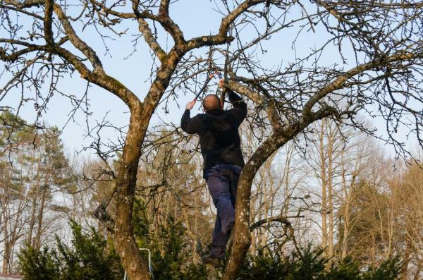 Fort Mill Tree Service