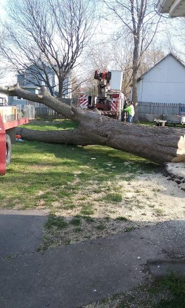 S & M Tree Service