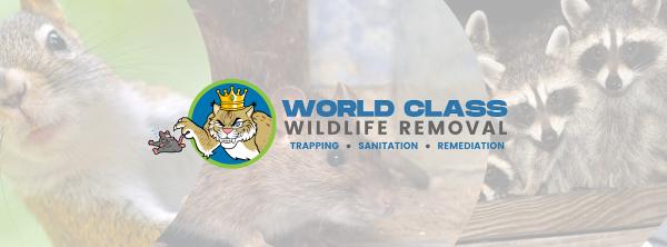 World Class Wildlife Removal & Rodent Remediation