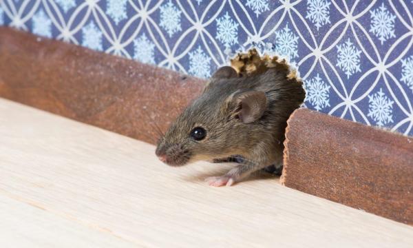 World Class Wildlife Removal & Rodent Remediation