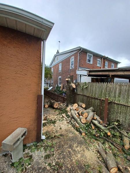 Straub Tree Experts