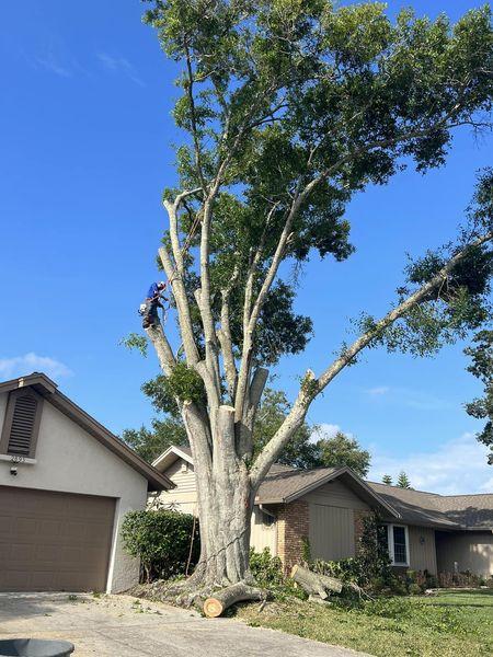 Allen's Tree Works