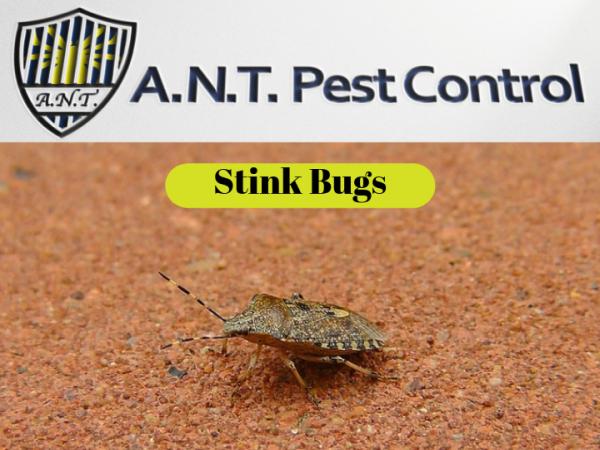 A.n.t. Pest Control
