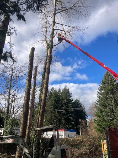 Beko's Tree Service and Wood Carving