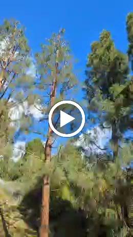 Rogers Tree Service