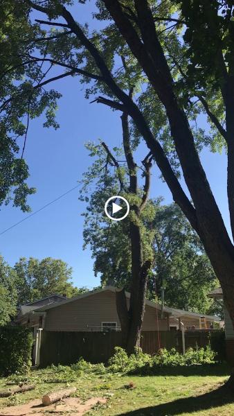 Stump Busters Tree Service