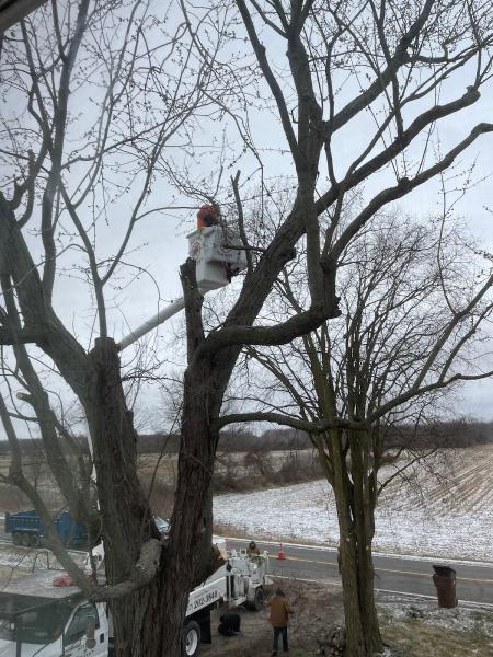 Stump Busters Tree Service