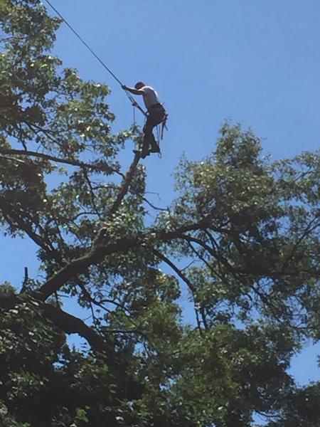 Stump Busters Tree Service