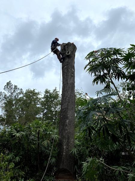 Tree Service and Trimming