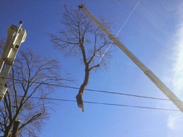 Mark's Tree Services LLC