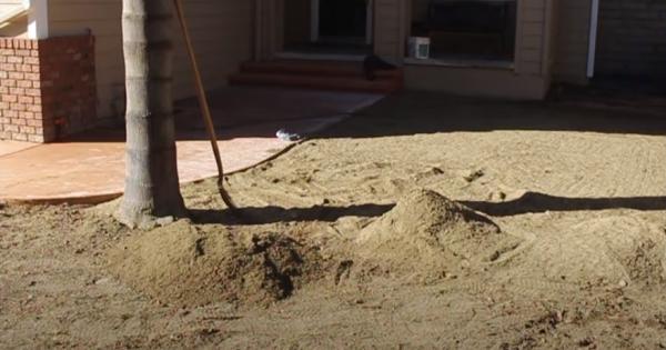 Elk Grove Landscapers