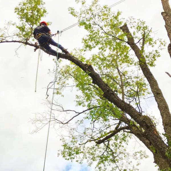 Olds Tree Service LLC