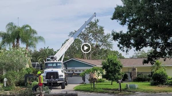 ALL IN ONE Tree AND Lawn Service LLC